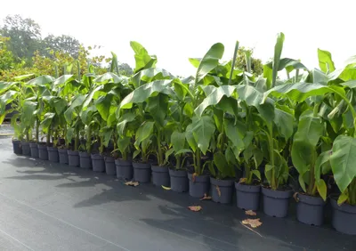 Produktbild von 2x Bananenstaude Musa Basjoo 100 - 120 cm winterhart Staude japanische Faserbanane