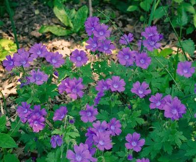 Produktbild von Geranium sylvaticum 'Birch Lilac', Storchschnabel, lila, ca. 9x9 cm Topf