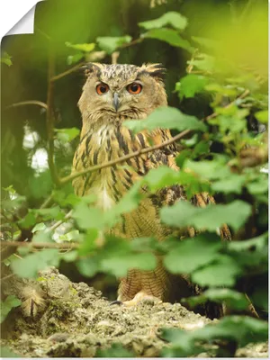 Produktbild von ARTland Poster Vogel Uhu Größe: 45x60 cm