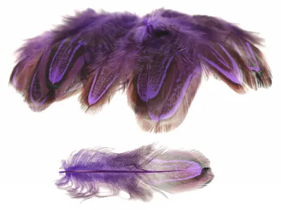 50 Hühnerfedern f. z.B. Federkostüm ca. 4~8x1~2cm gefärbt, lila