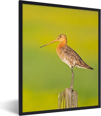 Produktbild von MuchoWow® Gerahmtes Poster Vogel - Tiere - Uferschnepfe - Pfahl - Grün 60x80 cm - Poster mit Schwarzem Bilderrahmen Wandposter Rahmen Foto Bilder - Premium - Wanddeko Wohnzimmer