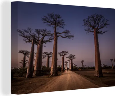 Produktbild von MuchoWow® - Leinwandbilder - Allee der Affenbrotbäume in Madagaskar, Wandbild, Wanddeko Bilder Wohnzimmer, 90x60 cm