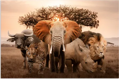Produktbild von MuchoWow® Poster Tiere - Elefant - Löwe 90x60 cm - Schlafzimmer