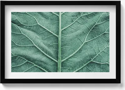 Produktbild von Nahaufnahme der Adern eines Blattes– Wandbild mit Rahmen – Gerahmtes Bild  – Wanddekoration – 60x40 cm –  Schwarz Rahmen