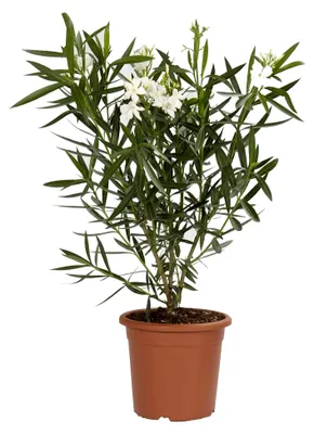 Produktbild von Nerium Oleander Weiß Winterharte Pflanzen für Garten - Blühende Heckenpflanzen für Balkon und Terrasse - H 80/100 cm Topf Ø 24 cm
