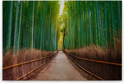 Produktbild von Leinwandbild Bäume Wald 60 x 90 cm - Wandbild Pfad Grün Braun - Keilrahmen Natur Wohnzimmerdeko Wanddeko Wandgemälde