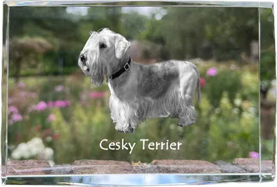 Produktbild von Tschechischer Terrier,   Böhmischer Terrier, Český Teriér - Kristall mit einem Hundebild, Bild im Glas, moderne Ausstellung des Art-Dog-Bildes.