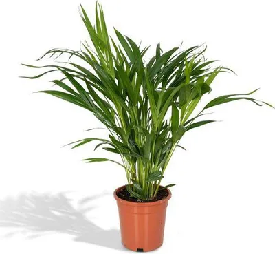 Produktbild von Goldfruchtpalme Dypsis Lutescens Areca Palme Ø17cm ↕60cm Zimmerpflanze