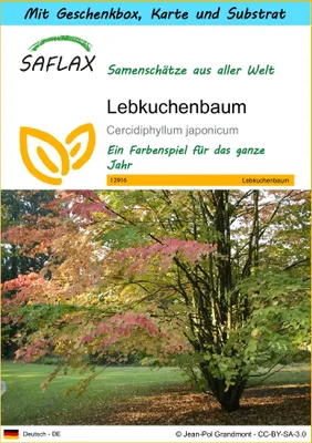 Produktbild von SAFLAX Geschenk Set - Lebkuchenbaum - Cercidiphyllum japonicum - 200 Samen - Mit Geschenkbox, Versandaufkleber, Geschenkkarte und Anzuchtsubstrat