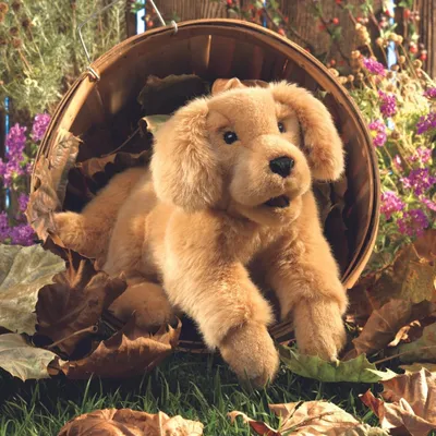 Zdjęcie produktu dla Folkmanis Złoty Retriever Baby