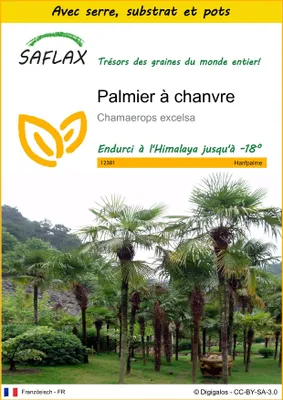 Image de SAFLAX Ensemble de culture - Palmier à chanvre - 10 graines - Chamaerops