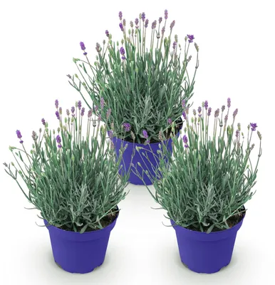 Image de Green boutiQ - Plante de jardin - Lavandula angustifolia Hidcote - Lavande - Rustique - Violet - 3 plants - Pot de 12 cm - Hauteur 15-25 cm