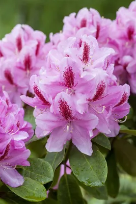 Produktbild von Rhododendron Hybr. 'Furnivall's Daughter', rosa Blüten, 30–40 cm