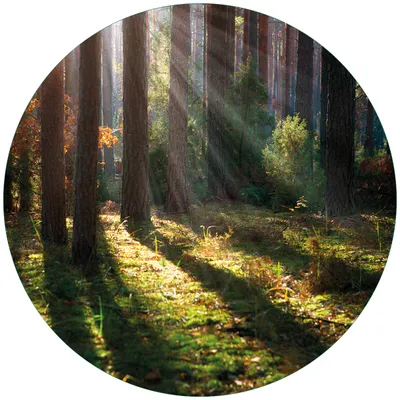 Produktbild von Wallario Premium Glasbild, freischwebende Optik, kräftige Farben, rund 50cm Durchmesser, Motiv Sonnenstrahlen im Herbstwald