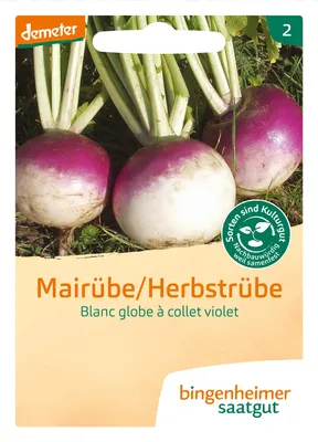 Artikelbild 2 von 'BIO Mairübe Blanc globe à collet violet' aus der Kategorie Mairübensamen
