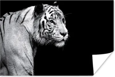 Produktbild von MuchoWow® Poster Studioaufnahme eines weißen Tigers auf schwarzem Hintergrund 90x60 cm - Schlafzimmer