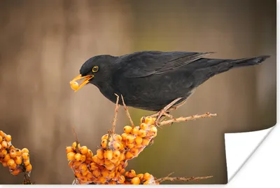 Produktbild von MuchoWow® Poster Vogel - Amsel - Winter - Eis - Beere 90x60 cm - Schlafzimmer
