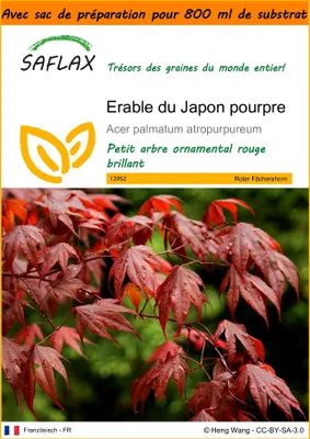 Image de SAFLAX Garden in the bag - Erable du Japon pourpre - 20 graines - Acer