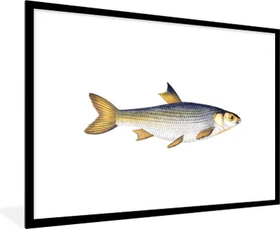 Produktbild von MuchoWow® MuchoWow® Gerahmtes Poster Karpfen - Fisch - Meer 90x60 cm - Poster mit zchwarzem Bilderrahmen - Wanddekoration - Fotos