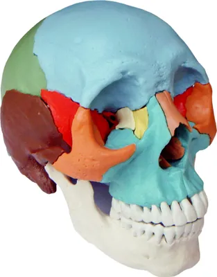 Produktbild von Osteopathie Anatomie Schädel Modell lebensgroß 22 teilig didaktisch gefärbt