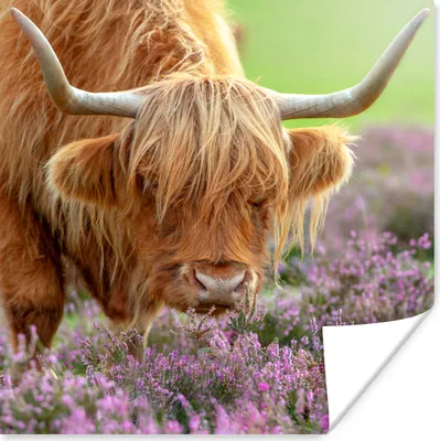 Produktbild von MuchoWow® Poster Schottischer Highlander - Lila - Blumen 50x50 cm - Wohnzimmerdekoration