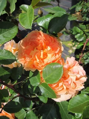 Produktbild von Rosa Schöne vom See ® - Beetrose - Märchenrose - Kordes Rose