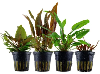 Produktbild von Cryptocoryne Set mit 4 Pflanzen Aquariumpflanzen Wasserpflanzen AquaOne Set 145