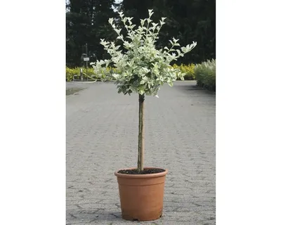Produktbild von Kriechspindel Stämmchen FloraSelf Euonymus fortunei 'Harlequin' Halbstamm H 40 cm Co 6 L