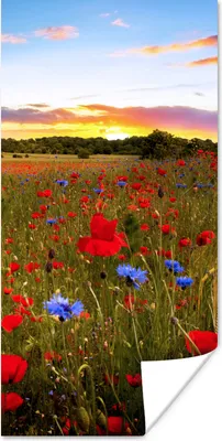 Produktbild von MuchoWow® Poster Blumenwiese - Mohnblumen - Rot 60x120 cm - Wandschmuck