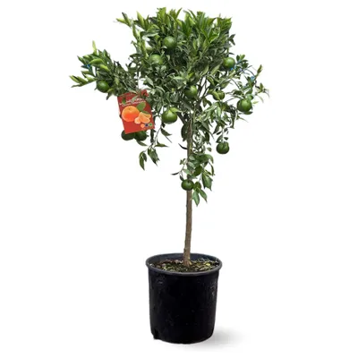 Image de Mandarinier - agrume méditerranéen - arbre fruitier - ↕ 120-130 cm - ⌀ 24 cm