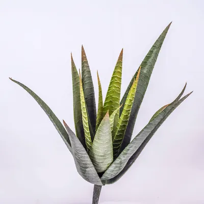 Produktbild von artplants.de Künstliche Aloe Vera, 15 Blätter, grün, auf Steckstab, 35cm - Kunstpflanze - Aloe Vera Deko