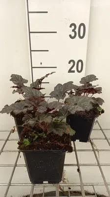 Obrázek produktu pro 6 x Heuchera hybr. 'Frosted Violet Dream' - Fialové zvonky - květináč 9 x 9 cm