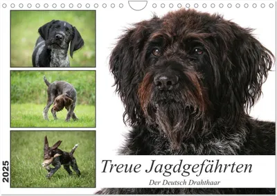 Produktbild von Treue Jagdgefährten - Der Deutsch Drahthaar (Wandkalender 2025 DIN A4 quer), CALVENDO Monatskalender