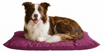Imagen del producto de Cama para perros grande, modelo Maxy, suave, de 60x100 cm