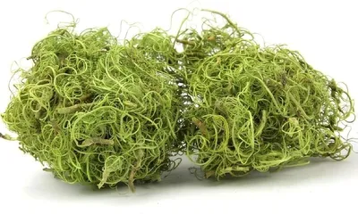 Produktbild von Curly Moos in Grün, Gewicht ca. 50g | Deko-Moos