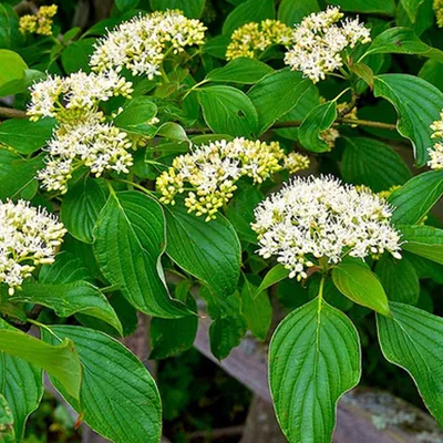 Productafbeelding van Laagblijvende kornoel - *Cornus alternifolia* | 60-80 cm in pot