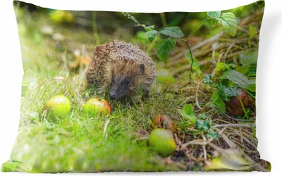 Produktbild von MuchoWow® Outdoor Kissen - Igel geht zum Apfel - 50x30 cm - Wetterfest - Lounge Kissen - Sofa kissen - Wohnzimmer Dekoration