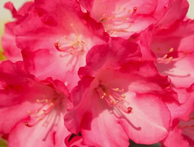 Image de Rhododendron 'Yakushimanum' - Fantastica - avec des fleurs rose vif 25 - 30 cm