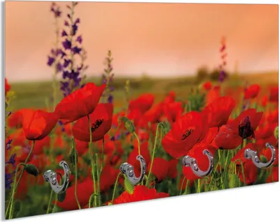 Produktbild von Wallario Schlüsselbrett aus Glas, Motiv: Mohnblumen auf dem Feld, 30 x 20 cm mit 4 Haken