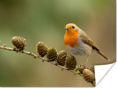 Produktbild von MuchoWow® Poster Vogel - Rotkehlchen - Tannenzapfen - Zweig - Herbst 160x120 cm - Foto Plakat