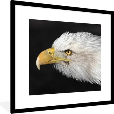 Produktbild von MuchoWow® Gerahmtes Poster Adler - Vogel - Schnabel - Augen 40x40 cm - Poster mit Schwarzem Bilderrahmen Wandposter Rahmen Foto Bilder - Poster - Plakat im Rahmen