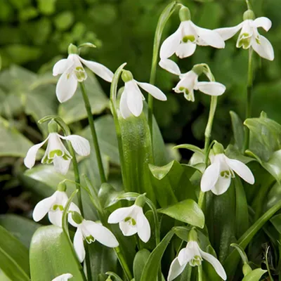 Produktbild von Mischung aus 25 - Galanthus Woronowii - Schneeglöckchen - Weiß - Blumenzwiebeln - Frühlingsblüte - Mehrjährige Pflanzen - Wird 10-15 cm groß