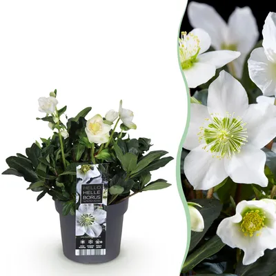 Image de Green boutiQ - Tuinplant - Kerstroos - Helleborus Christmas Carol - Witte Bloem -1 Plant - Groenblijvend - Pot 17cm Hoogte 35cm