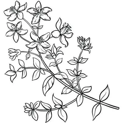 Produktbild von Johanniskrautöl 100% Alteya Organics 5 ml