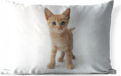 Produktbild von MuchoWow® Outdoor Kissen - Katze - Rot - Kätzchen - Mädchen - Kinder - Kinder - Kind - 60x40 cm - Wetterfest - Lounge Kissen - Zierkissen - Kissen für Innenräume