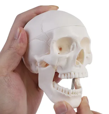 Mini-Schädelmodell, Skelett, Anatomie, weiß, 3-teilig