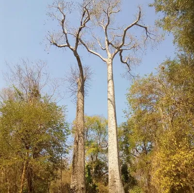 Zdjęcie produktu dla Baobab madagaskarski (Adansonia madagascariensis)  – 3 nasiona
