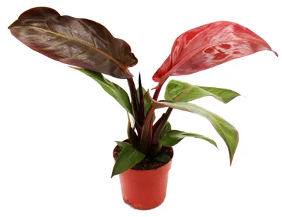 Immagine prodotto di Philodendron Imperial Red - "Albero rosso", pianta amica - vaso da 12 cm