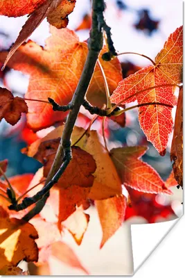 Produktbild von MuchoWow® Poster Ahorn - Blätter - Rustikal - Herbst 20x30 cm - Papierdruck