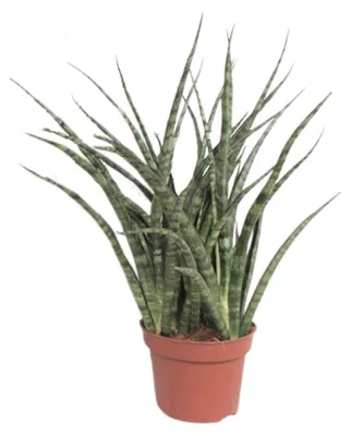 Produktbild von Sansevieria Fernwood Punk - 25-35cm - Ø12cm - Zimmerpflanze - Immergrün - Kakteen und Sukkulenten